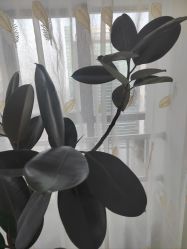 -HEYAN荷妍专业脱毛连锁机构
