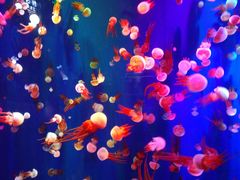 -成都浩海立方海洋公园