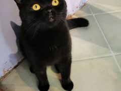 -喵屿·大理花园猫咖