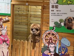 -造物庄园 萌宠纪(苏州湾歌林公园店)