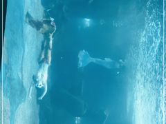 -石家庄海洋公园