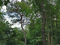 -红山村