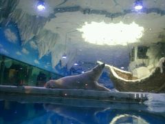 -芜湖新华联大白鲸海洋公园