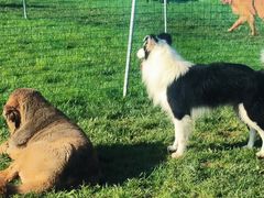 -趣玩宠物乐园寄养训犬训狗游泳池