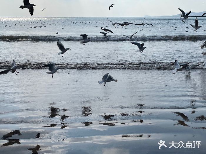 栈桥景区图片