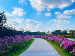 -花开海上生态园