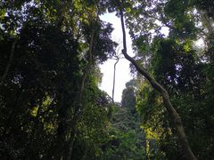 -西双版纳原始森林公园