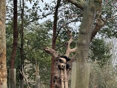 -都江堰中华大熊猫苑
