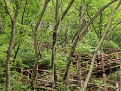 -大岭沟猕猴桃谷风景区