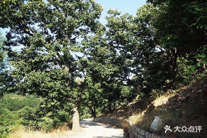 明清板栗园图片 - 第5张