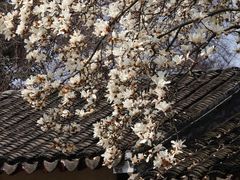 -留园