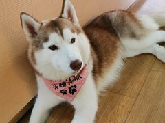 -Husky Go! 哈士奇体验馆·宠物咖啡厅狗咖