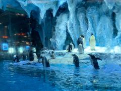 -帝企鹅自助餐厅•儿童岛•真企鹅(长隆企鹅酒店)