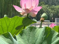 -莲花池公园