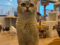 -有喵·猫咖·狗咖·30几只猫10只小狗(岗厦店)