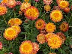 -春花秋色城市公园