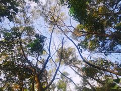 -深圳市中科院仙湖植物园