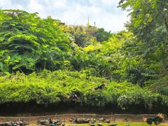 -西双版纳勐泐文化旅游区