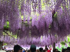 -嘉定紫藤园