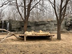 -北京野生动物园