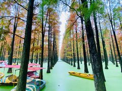 -渌洋湖湿地公园