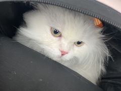 -Pets First伊珊娜洗护·精致美容·家庭式寄养(新会路店)