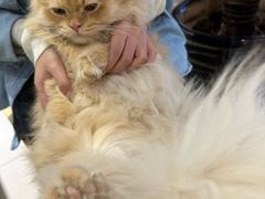 -藏猫猫咖啡主题馆(中央大道店)