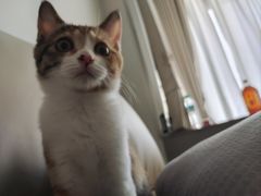 -宠颐生汉谟拉比宠物医院