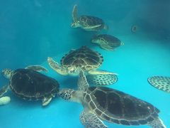 -成都浩海立方海洋公园