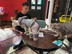 -猫色咖啡·猫咖