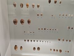 -青岛贝壳博物馆