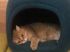 -滚猫咖啡·猫咖·猫友好撸猫(未来城店)