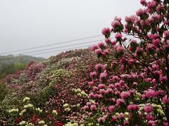 -贵州百里杜鹃风景名胜区