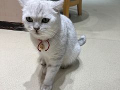 -藏猫猫咖啡主题馆(中央大道店)