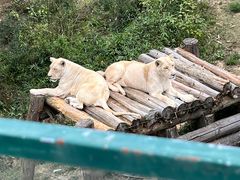 -泉州海丝野生动物世界