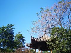 -金花茶公园