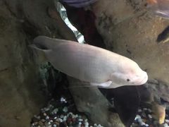 -迪拜水族馆及水下动物园