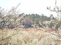 -香雪海