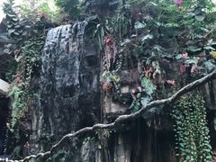 -正佳雨林生态植物园