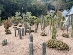 -深圳仙湖植物园