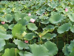 -莲花池公园
