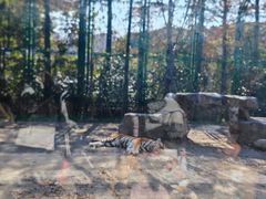 -上海野生动物园老虎餐厅