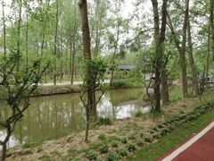 -合肥滨湖国家森林公园