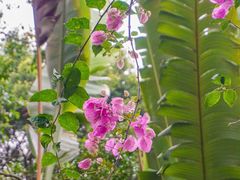 -深圳国际园林花卉博览园