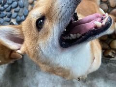 -柴犬高等学院·狗咖·柴犬售卖·宠物训练