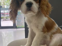 -天宠宠物医院24小时·急重症诊疗中心·全科·腔镜特色(和平分院)