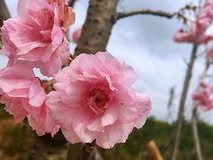 -天适樱花悠乐园