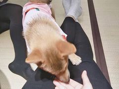 -逗柴咖啡屋·狗咖猫咖宠物桌游