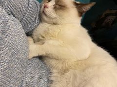 -猫小院猫主题咖啡厅(北锣店)