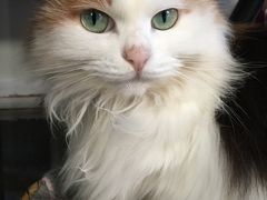 -Anne猫窝咖啡屋